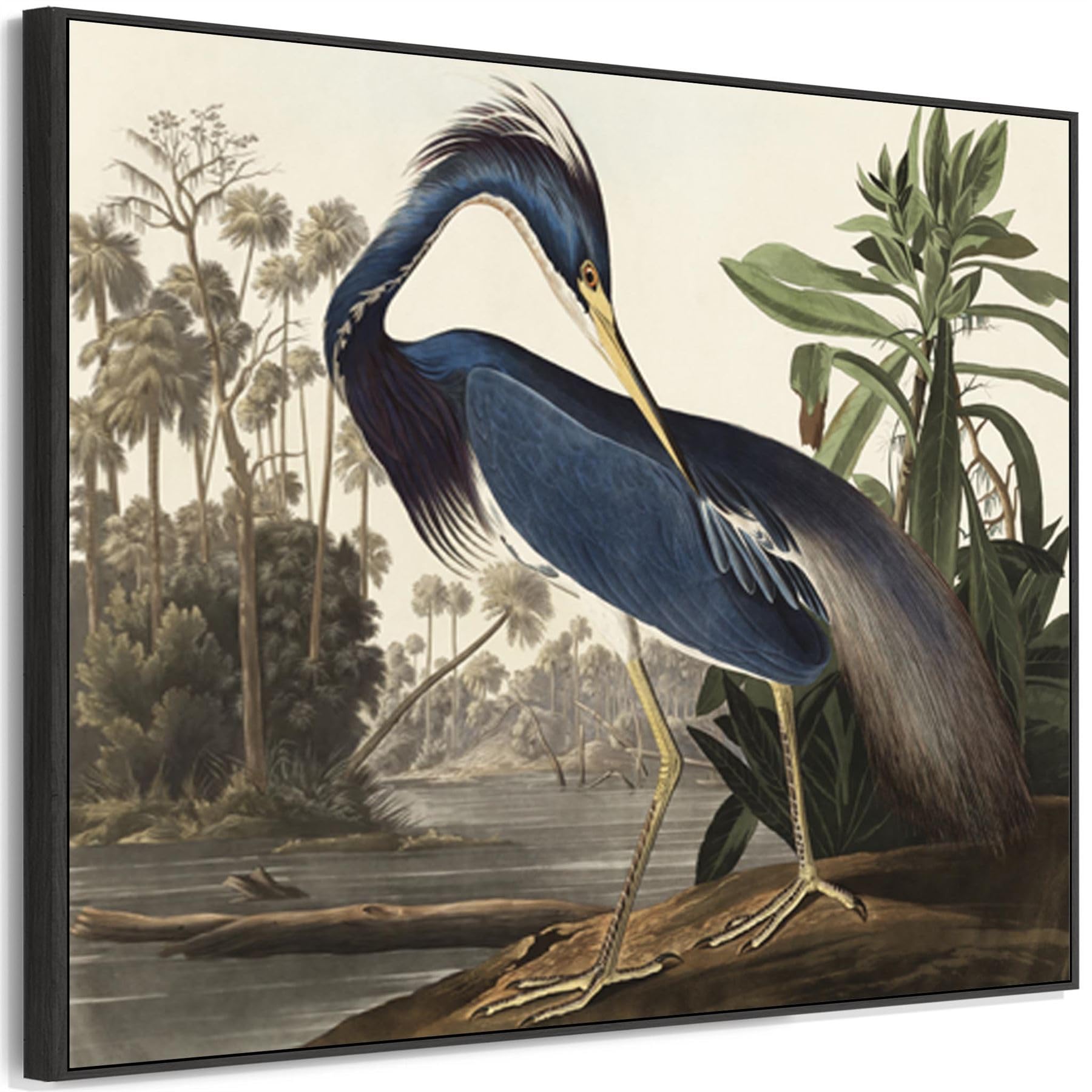 Wallfillers Louisiana Heron - John James Audubon - Birds Of America Print
