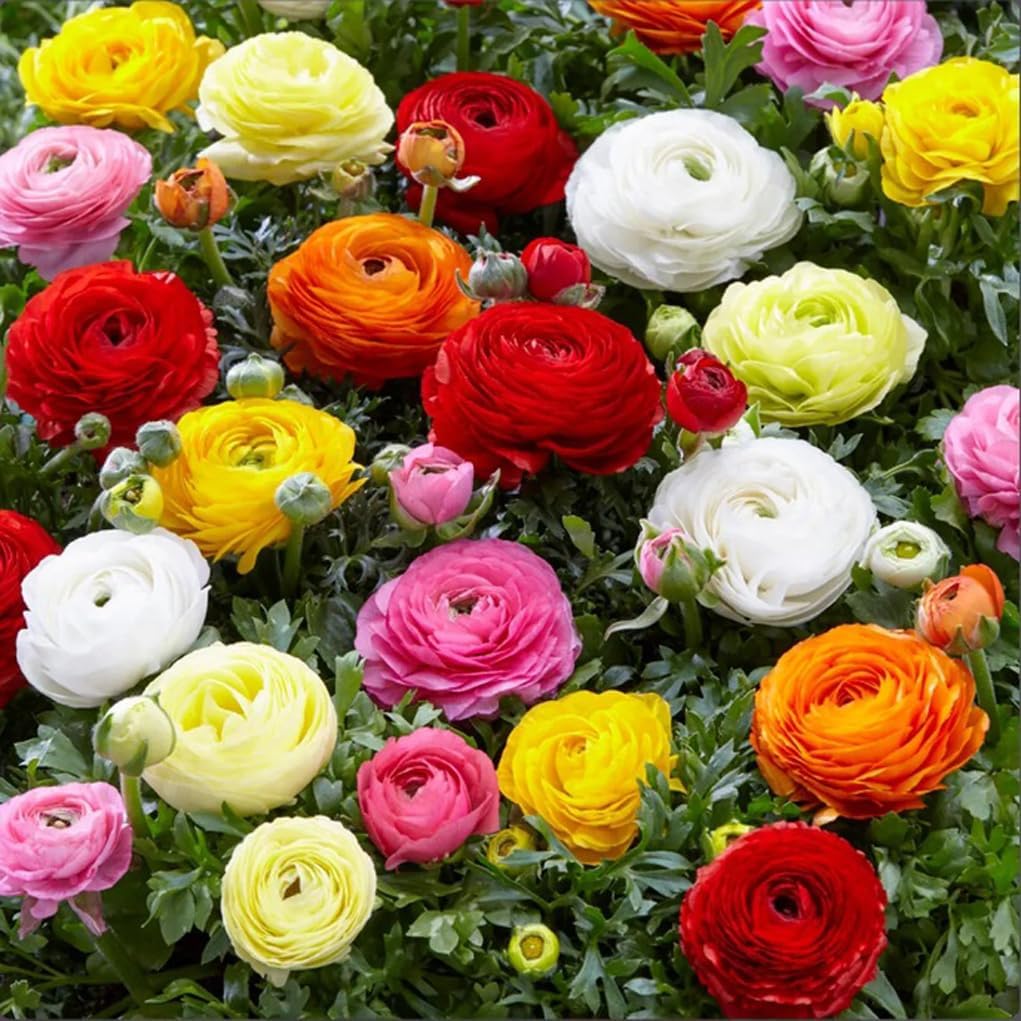 Amazon.com : 10PCS Mixed Color Ranunculus Flower Bulbs Spring or Fall ...
