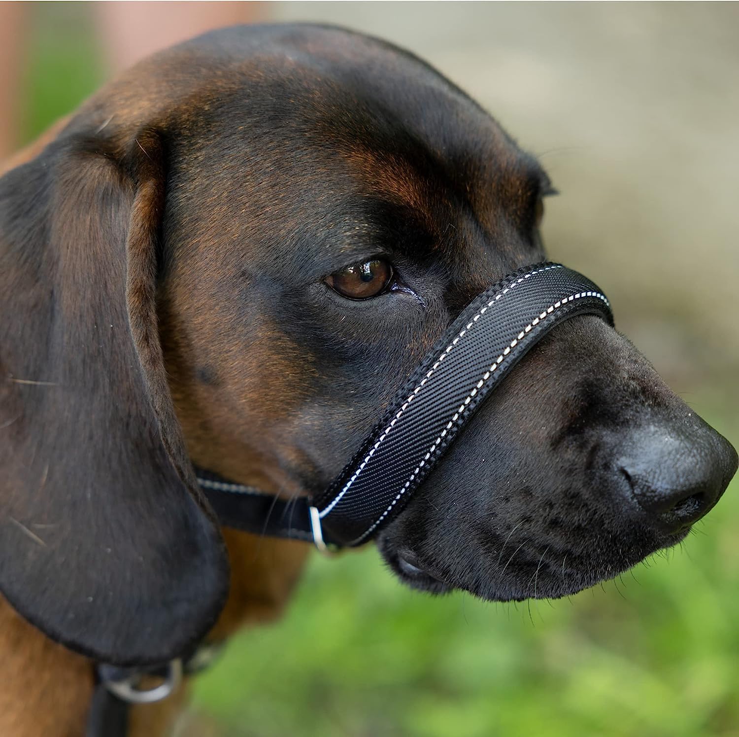 Total Pet Lot de 8 laisses plates anti-traction pour chien - Réfléchissantes avec support de nez rembourré (210 cm)