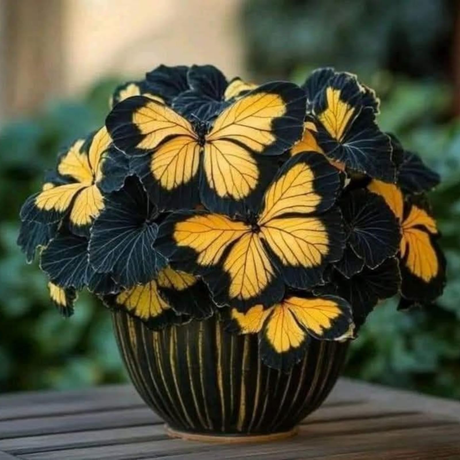 Magnificent Hosta Bulbs – Rare Perennial Butterfly Flowers, Summer Blooming, Garden Ornamental Plant Excellent Displays-3 Bulbs-B