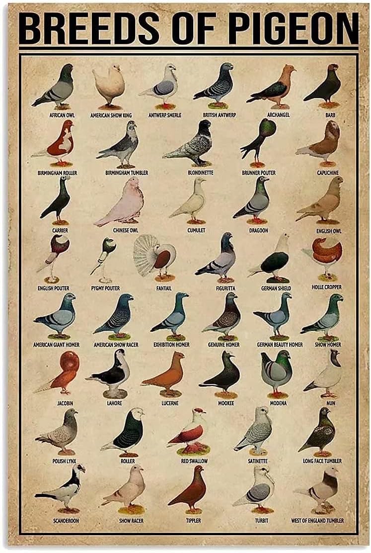 Breeds Of Pigeon Knowledge Metal Tin Sign Breed Poster Pet Shop Cafe Bedroom Bathroom Kitchen Home Art Wall Decoration 12x16 Inches