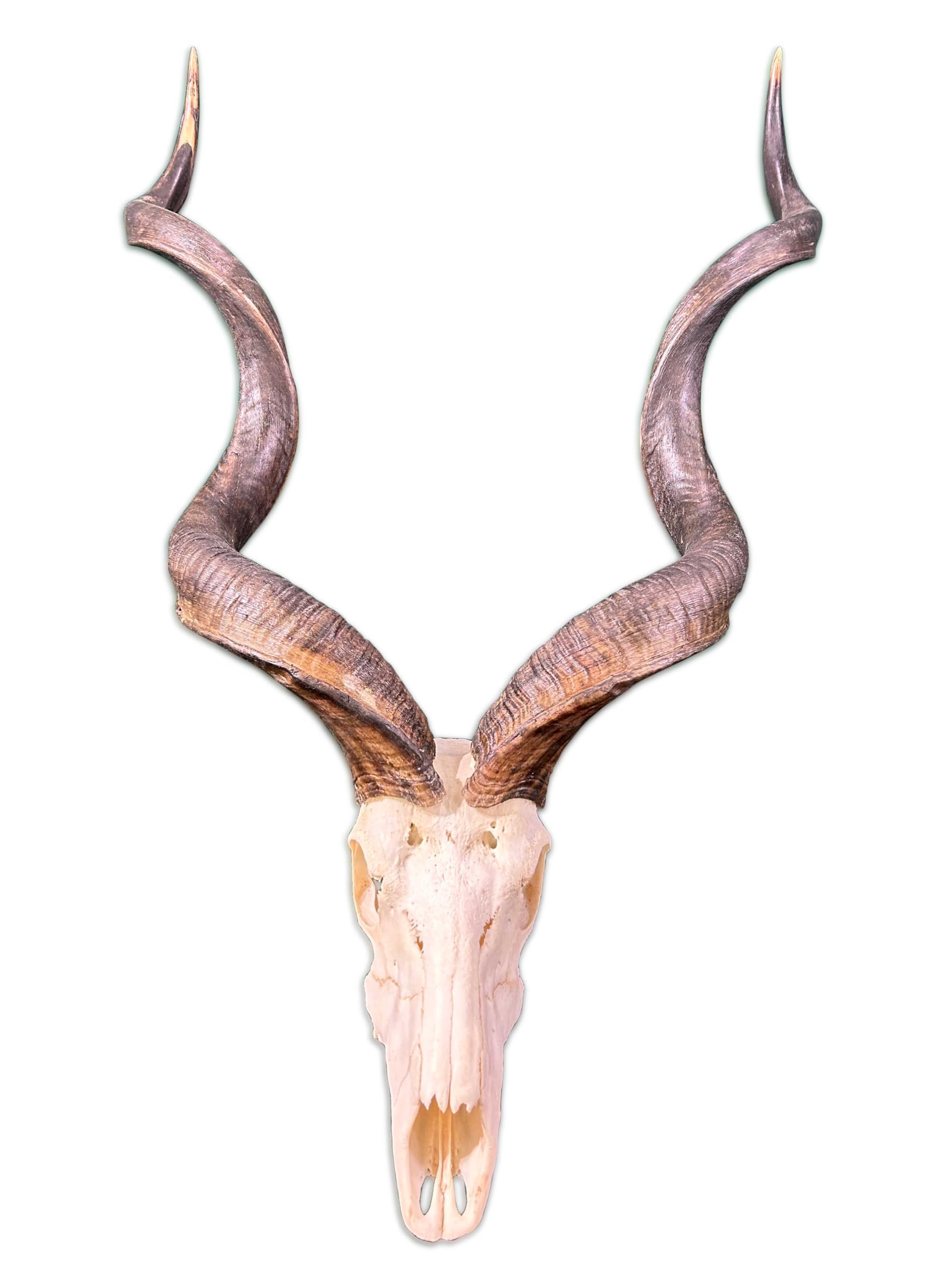 Deluxe Cowhides Real XXL Kudu Skull - Metal Bracket on Back - Average Size: 48LX26WX14D inches