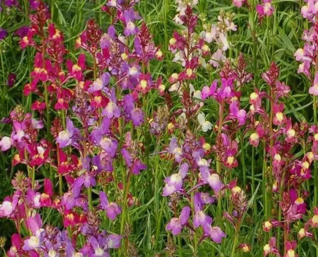 1 Pack of 15000 SEEEDS Toadflax Northern Lights Mix