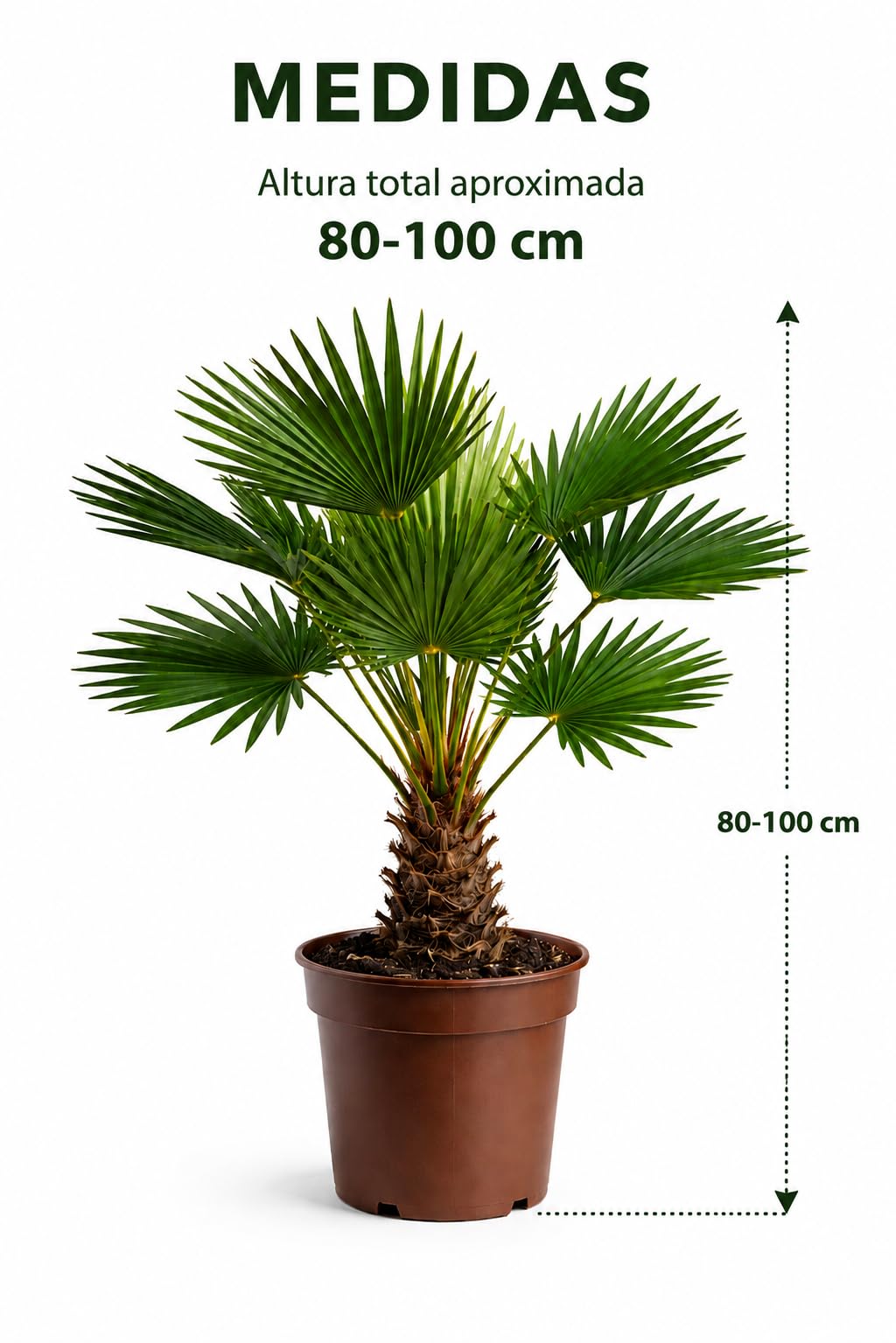 Palmera Trachycarpus Wagnerianus Natural 80-100cm (medida con maceta incluida) – 10 Litros – Palmera Resistente al Frío – Planta Natural de Exterior e Interior – Cuidado Fácil – Maceta Gratis Incluida