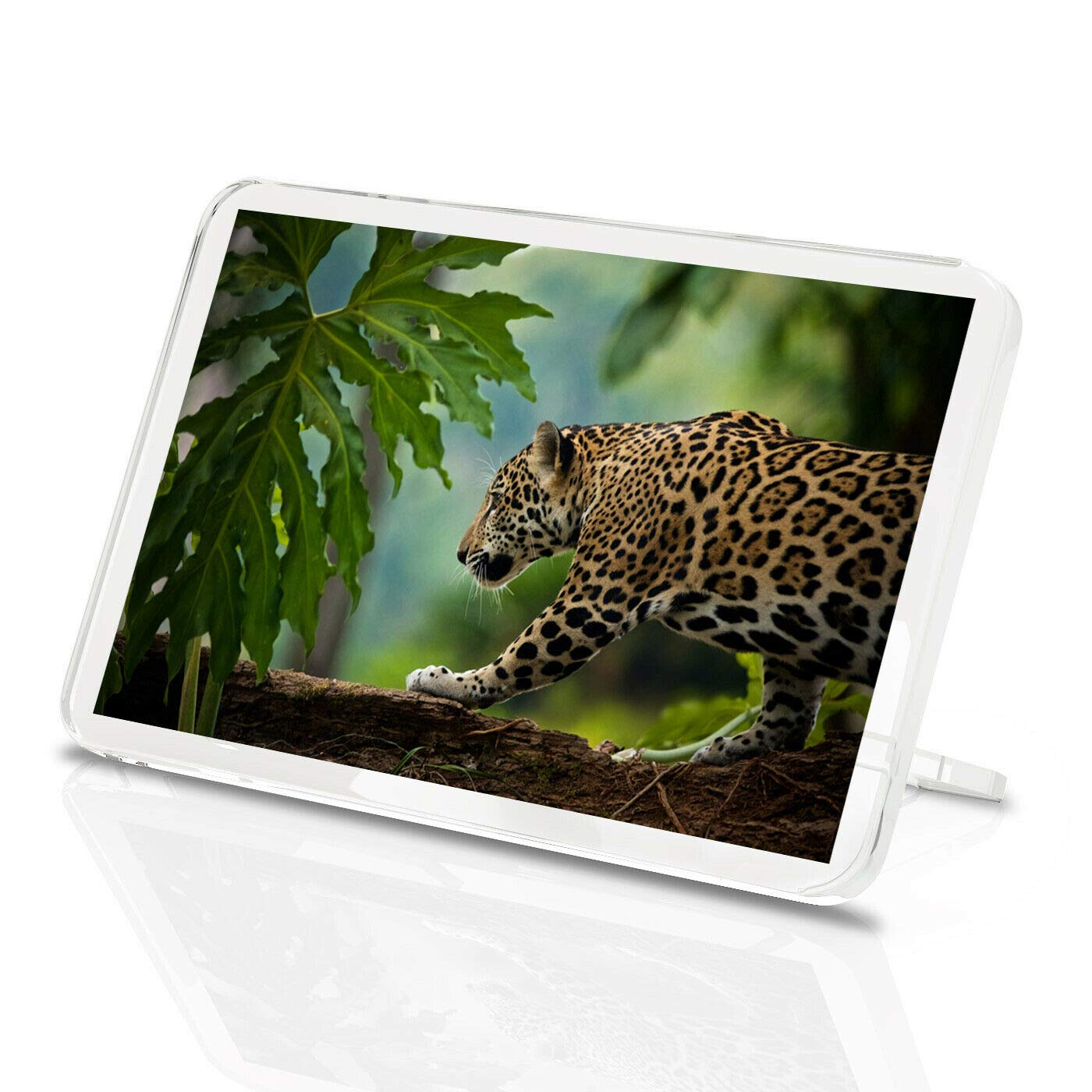 Destination Vinyl Magnets Multicolor Jungle Leopard Classic Fridge Magnet - Panther Big Cat Africa Animal Gift #14799