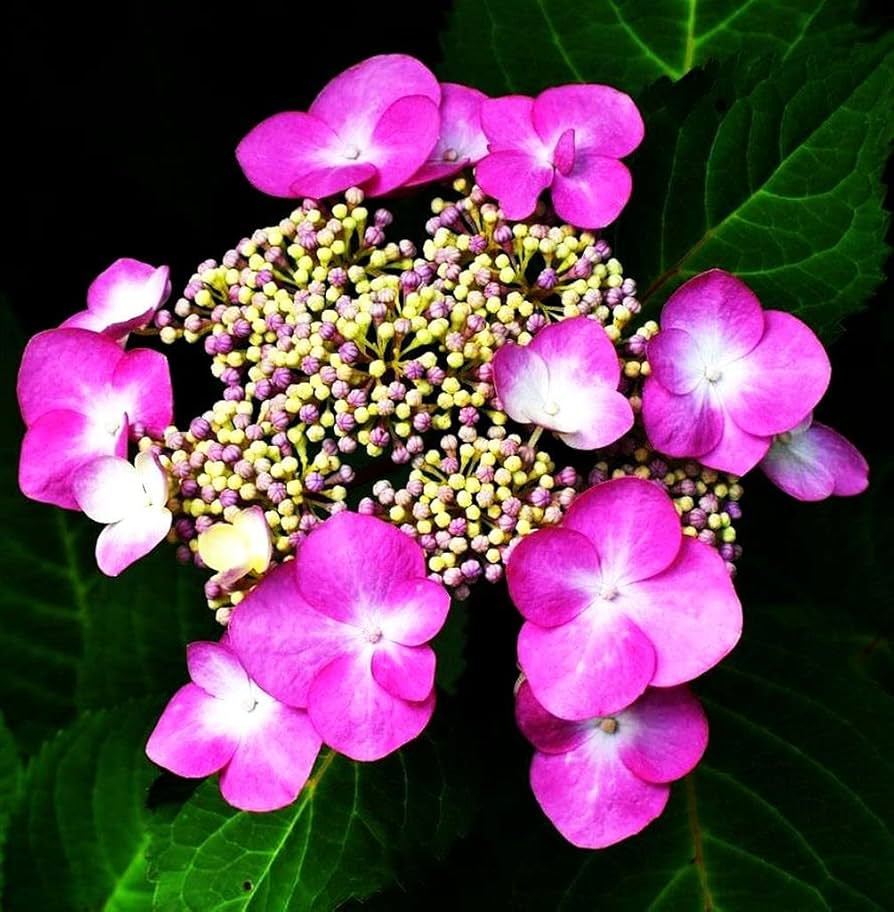 コレクション Hydrangea4937 50pcs Blue Pink Purple Hydrangea