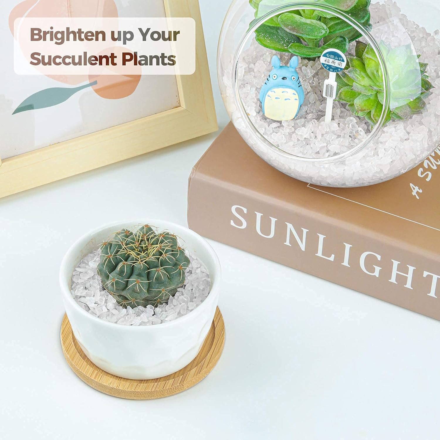 T4U Succulent Pot and Crystal Quartz 1 lb