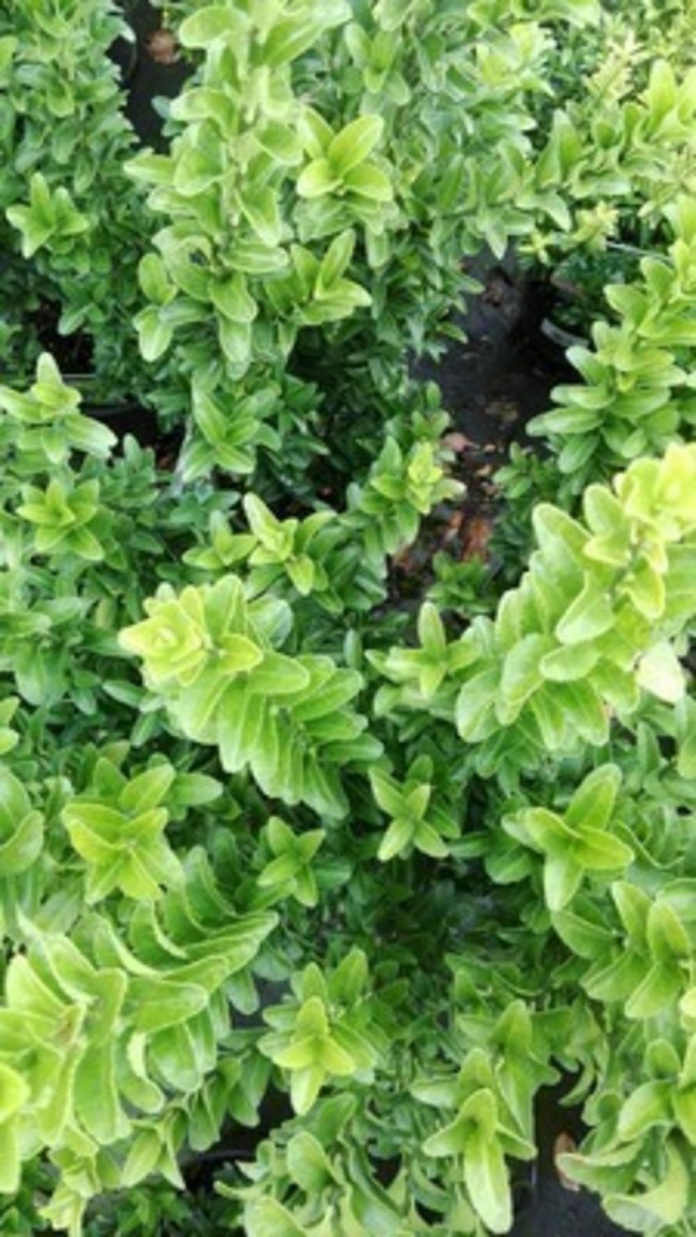 12 x Euonymus jap Microphyllus - Trzmielina plozaca - doniczka 9x9 cm
