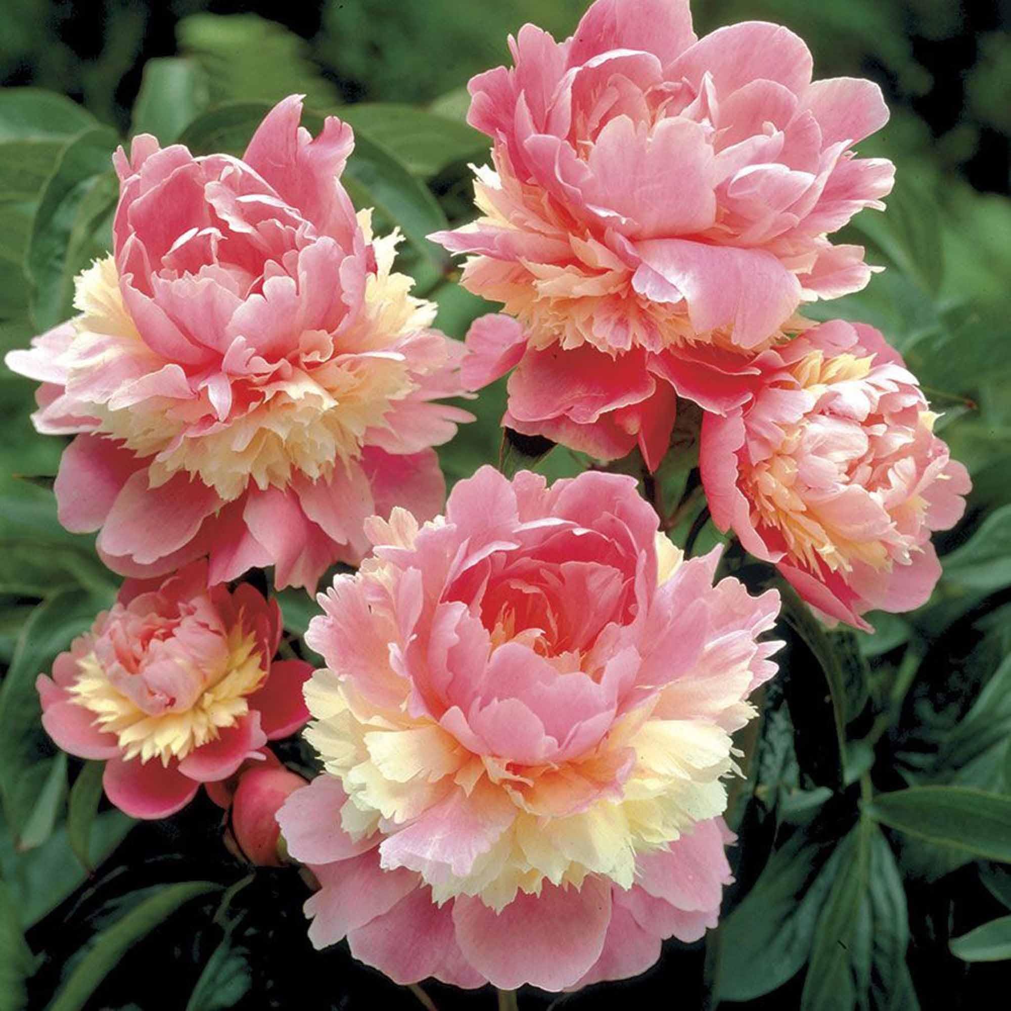 Amazon.com : Dichmag 100+ Peony Flower Mixed Color Seeds for