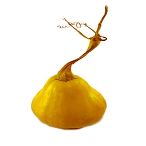 Cacciatore Style Penne - //medicalbooks.filipinodoctors.org