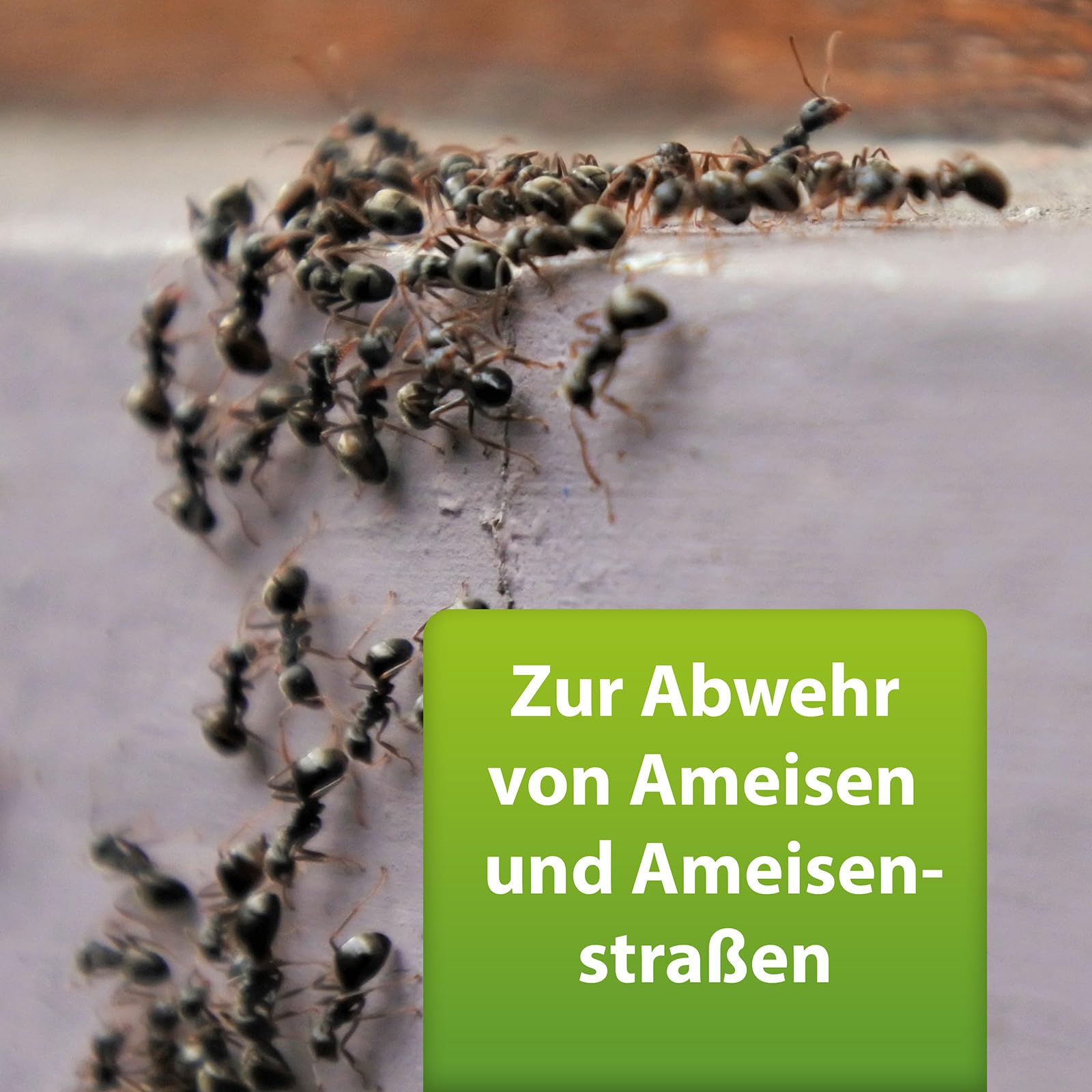 ARDAP Repell Ameisenspray 3 x 400ml - Ameisenspray außen & gegen Ameisen im Haus - Mittel gegen Ameisen - Ameisenmittel - Ameisen Spray bei akutem Ameisenbefall - Wirkt schnell (PT19)
