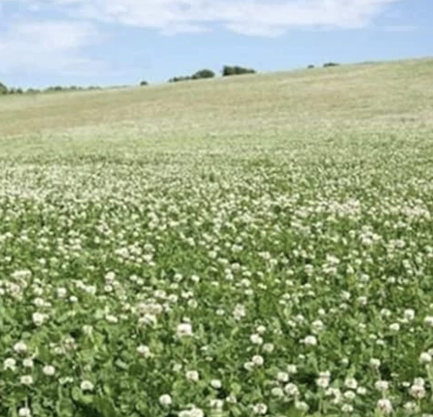 White Clover Seed 1kg Green Manure CSH