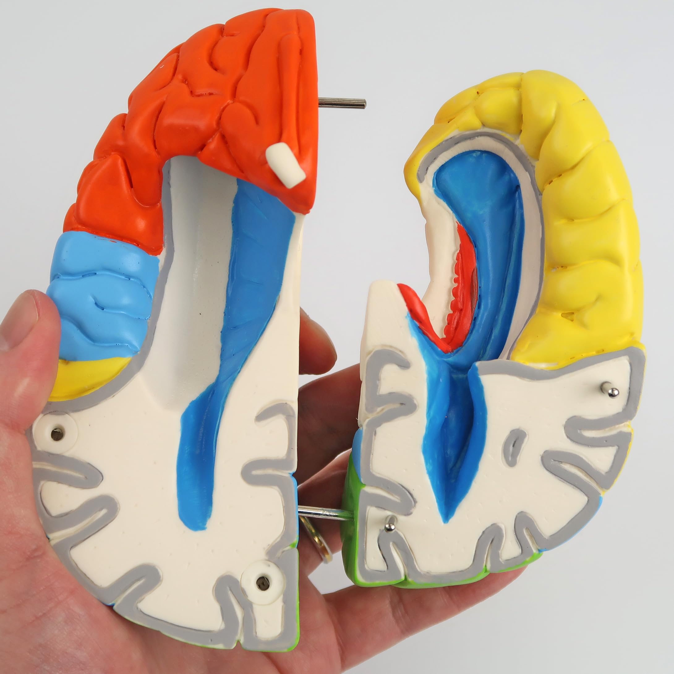 3B Scientific C22 Cerebro Neuro, Anatómico, desmontable En 8 Piezas - 3B Smart Anatomy