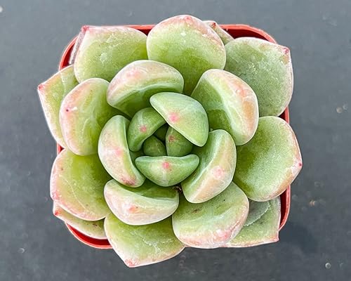 Miniatura 4 de Echeveria 'Champagne', mini suculentas vivas totalmente enraizadas en maceta de inicio de 2 pulgadas con mezcla de tierra, planta de casa para