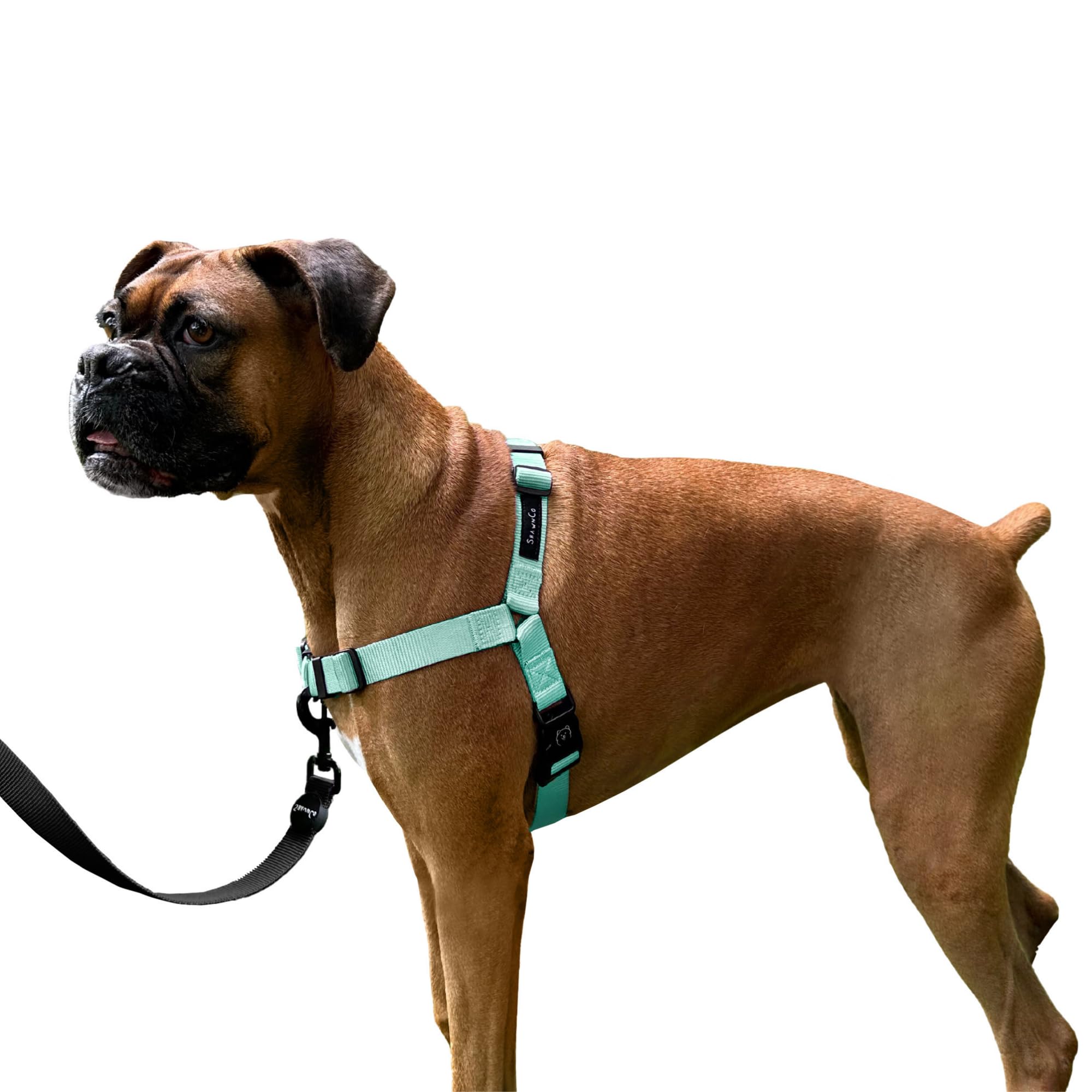 ShawnCo Dream Walk No-Pull Dog Harness- Adjustable, Comfortable, Easy to Use Pet Halter to Help Stop Pulling for Small, Medium and Large Dogs (Seafoam, L)