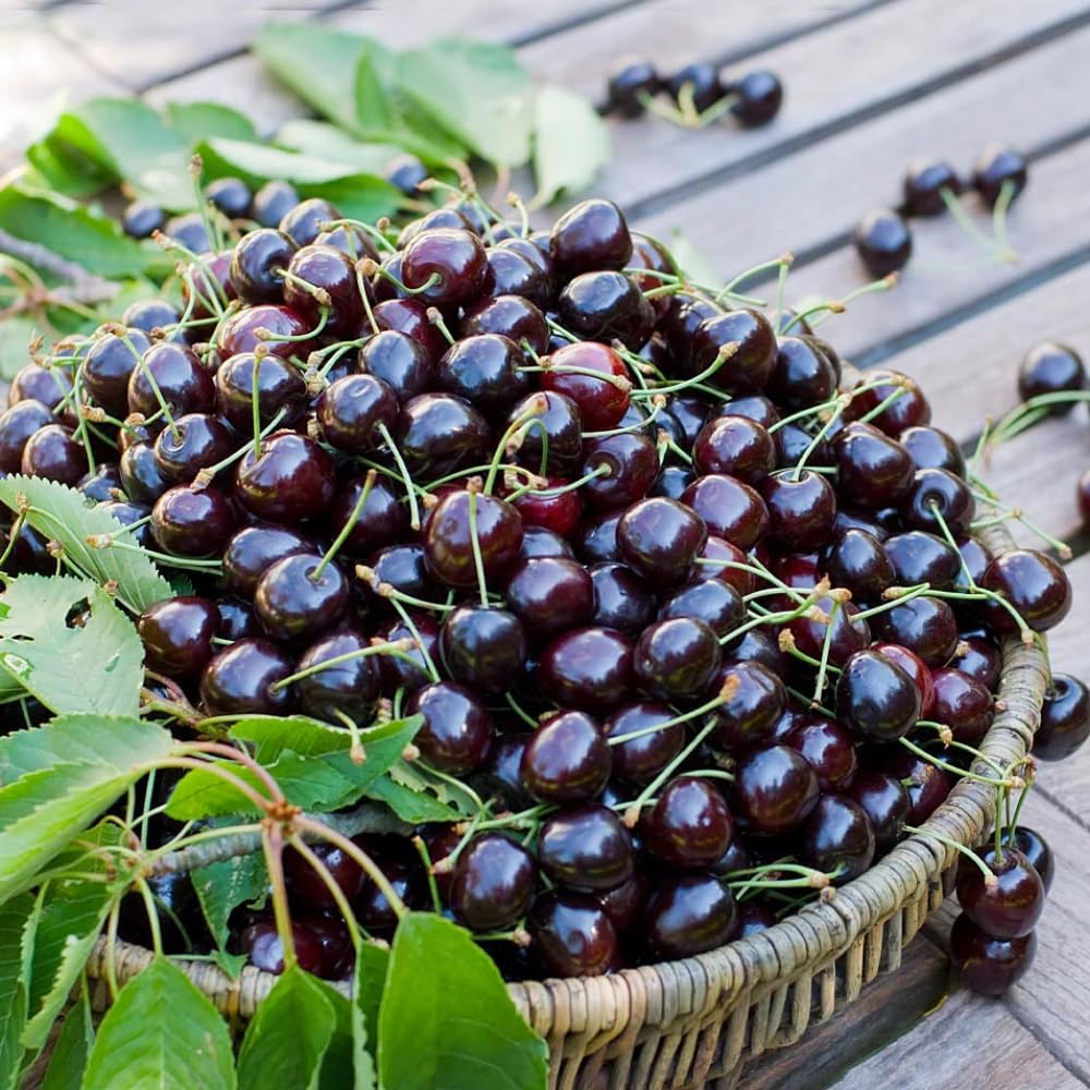 2 Black Cherry Trees Live Plants for Planting, Sweet Cherry Plant Live Fruit Tree, 1.5-2 Feet Tall, Bareroots, No Leaves, Cherry Tree Plant