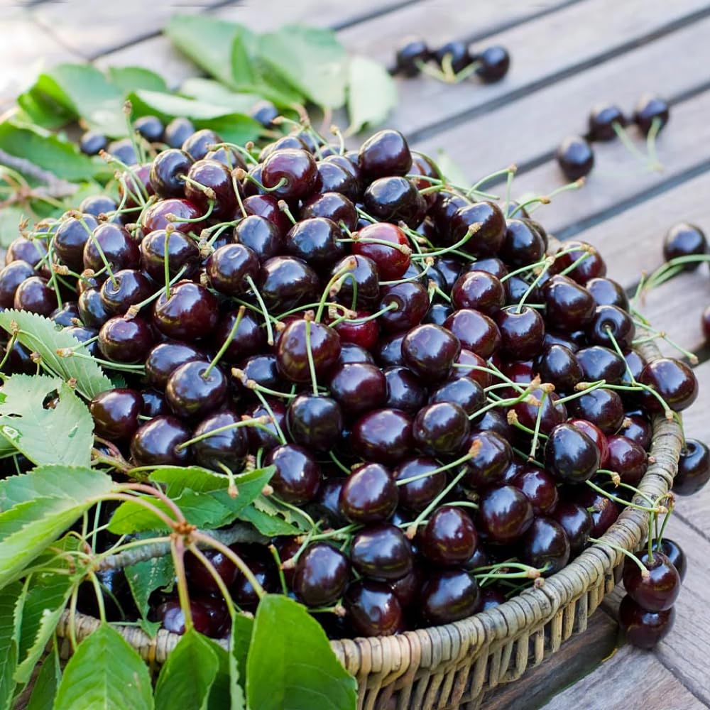 Amazon.com : 2 Black Cherry Trees Live Plants for Planting, Sweet