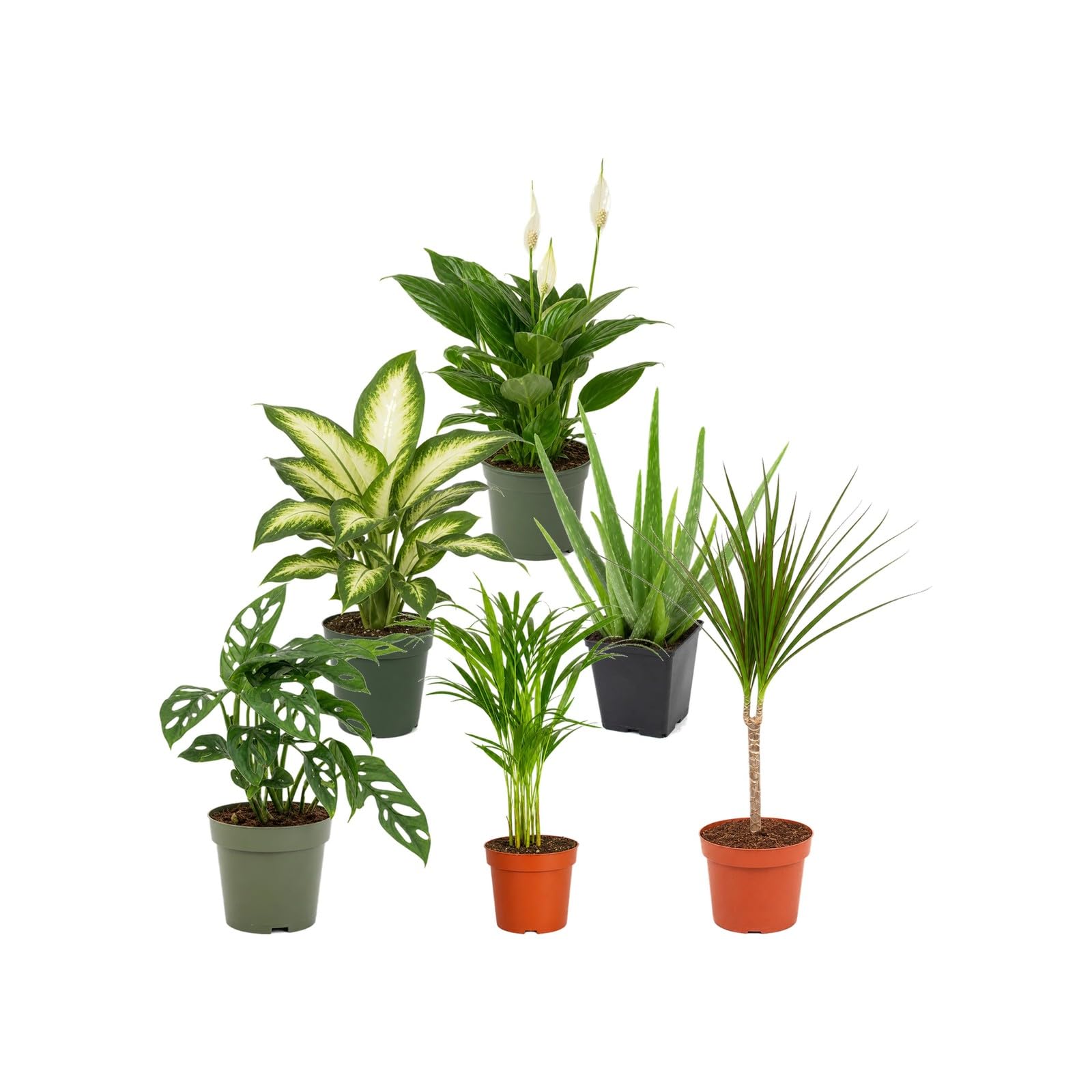 DECOALIVE Pack 6 Plantas de Interior para Oficina y Despacho