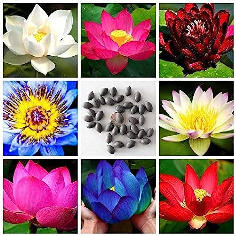See full amazon price history chart for Lotus seeds for planting combo, High germination (14 seeds) Lotus seeds for planting combo, High germination (14 seeds) (B0CBV3FRQX) Amazon Price History, Amazon Price Tracker