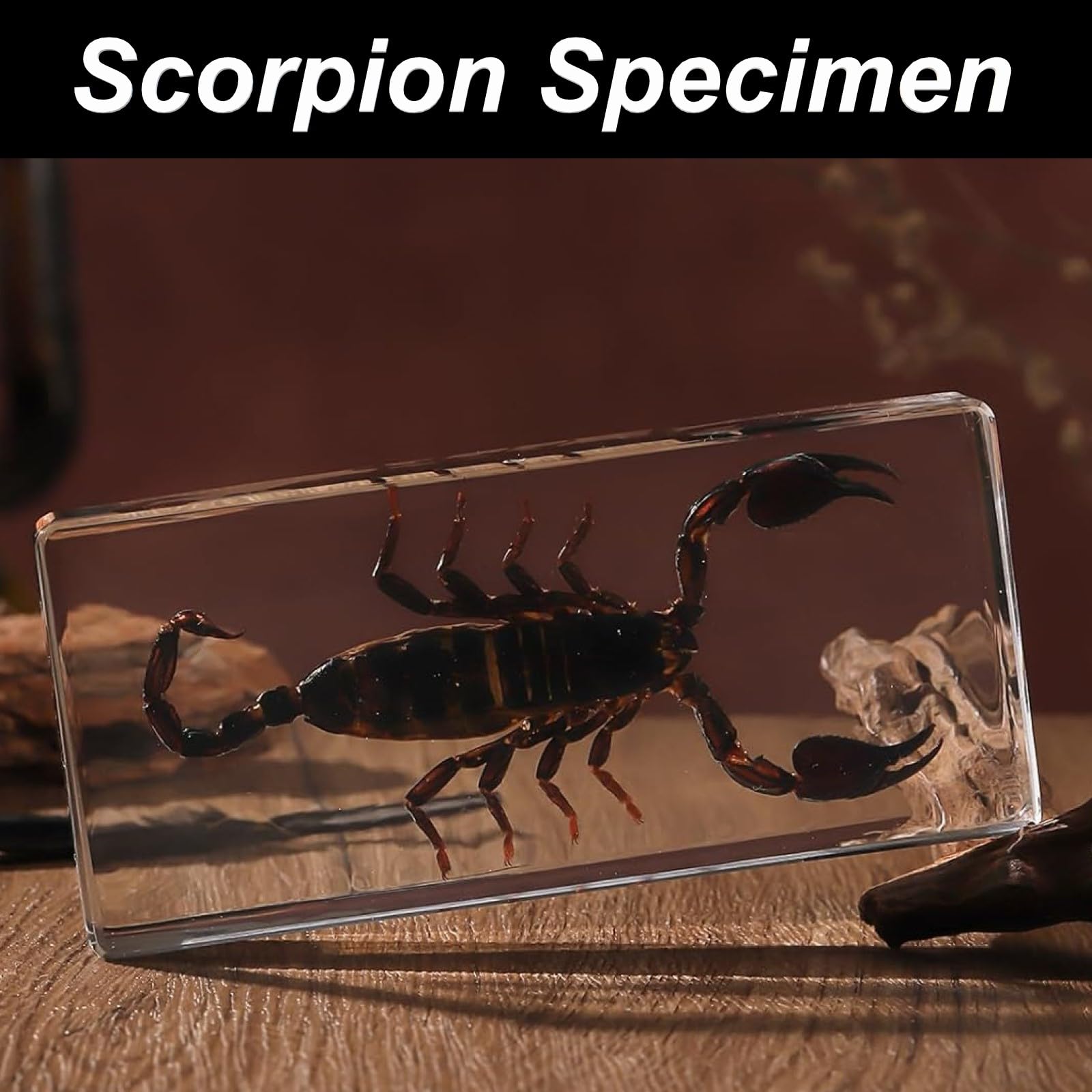 DRXRD 6 Set di Esemplari di Insetti, Insetti in Resina, Decorazione Tassidermica in Ambra, per la Scienza Prescolare, la Collezione e la Decorazione della Casa