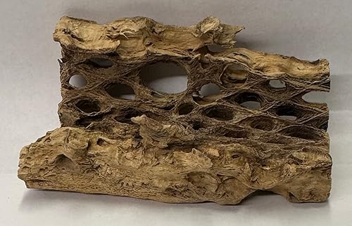 Vista 20 de Soportes de exhibición de plantas de aire grandes de madera cholla natural, soportes decorativos individuales únicos o soporte