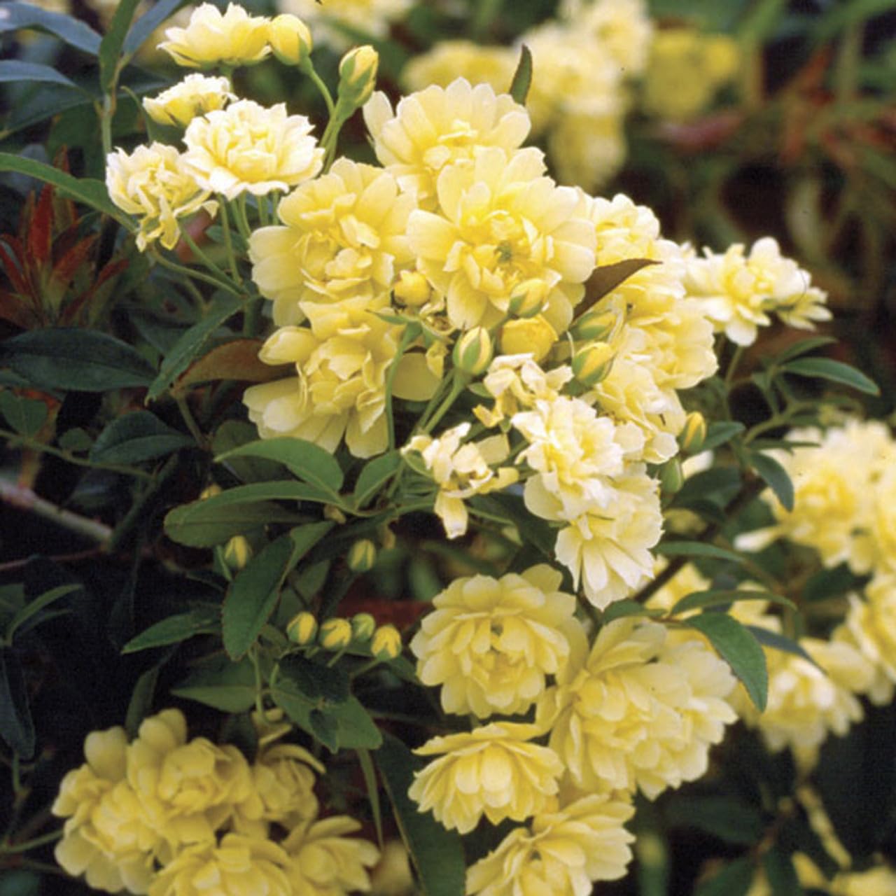 See full amazon price history chart for Florona Lady Banks Yellow Climbing Rose Flower Plant 2 Grafted rose Live Plant Florona Lady Banks Yellow Climbing Rose Flower Plant 2 Grafted rose Live Plant (B0CTXKJ8C3) Amazon Price History, Amazon Price Tracker