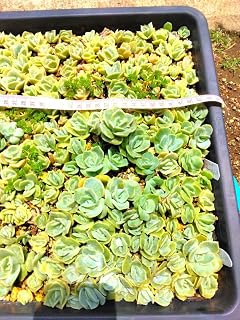 多肉植物 ラブリーローズ 特盛り 約100個 カット苗 日本産 | 多肉植物 ラブリーローズ 特盛り 約100個 カット苗（サイズ ミッアイドル お笑いタレント芸能人グッズ）
