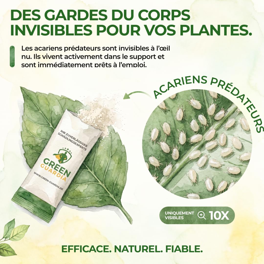GREEN GUARDIA Power Acariens Anti-Acariens Biologiques – 35 Sachets Prêts à l’Emploi – Lutte Biologique contre les Tétranyques pour Plantes d’Intérieur, Plantes Ornementales et Cultures en Pot