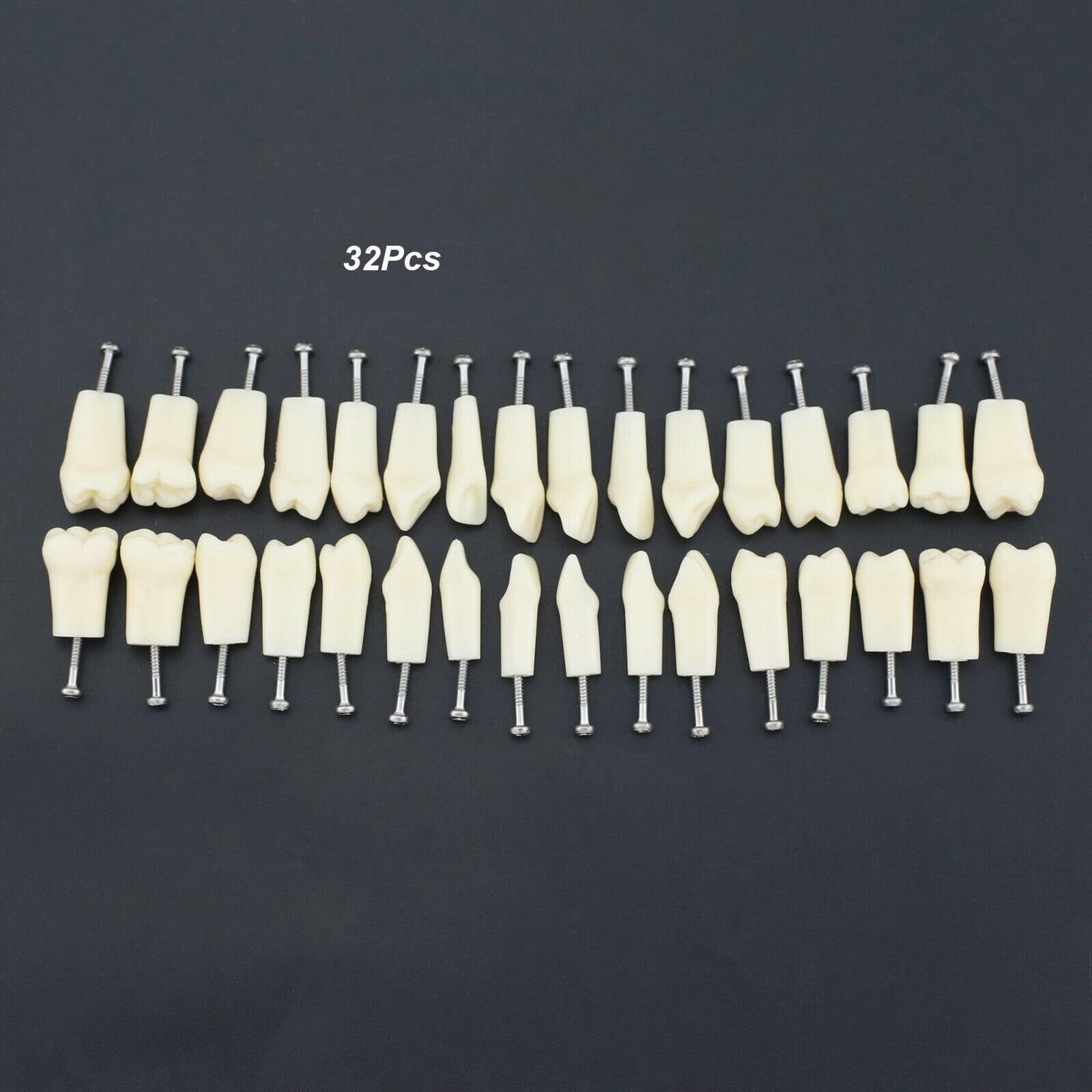 Modello di Insegnamento Orale, Modello di Preparazione del Dente Staccabile E Sostituibile a 32 Denti a Bocca Piena, Utilizzato per L'insegnamento Dentale E L'igiene Orale