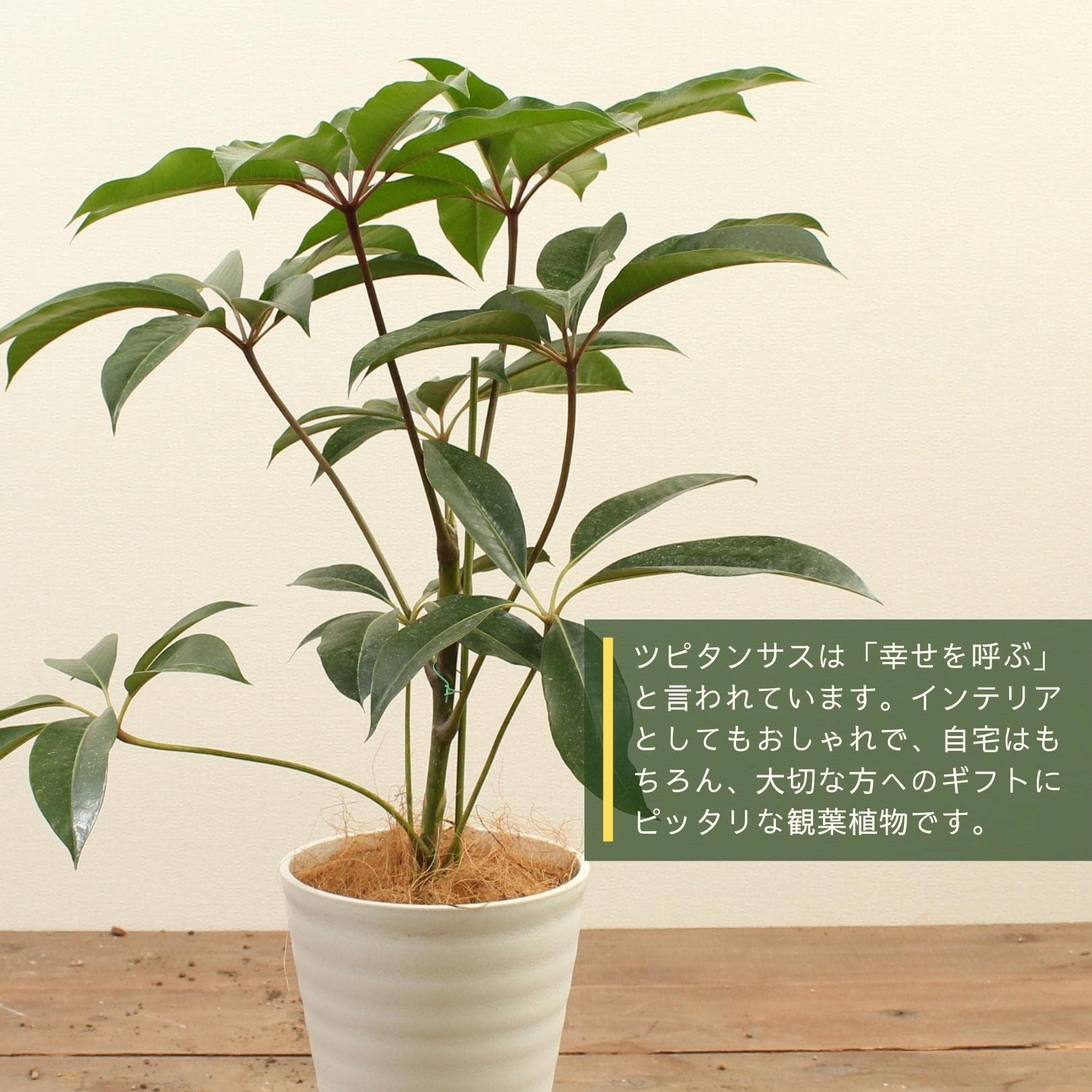 【癒しのグリーン】ツピタンサス（シェフレラ）６｜おしゃれで手間いらず！ 楽天市場】ツピタンサス シェフレラ 観葉植物 本物 ホワイトセラ