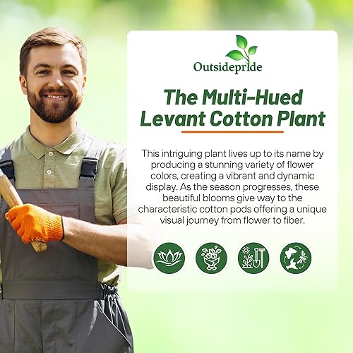 Miniatura 5 de Outsidepride 200 semillas de plantas de algodón perennes de Gossypium Levant para plantar