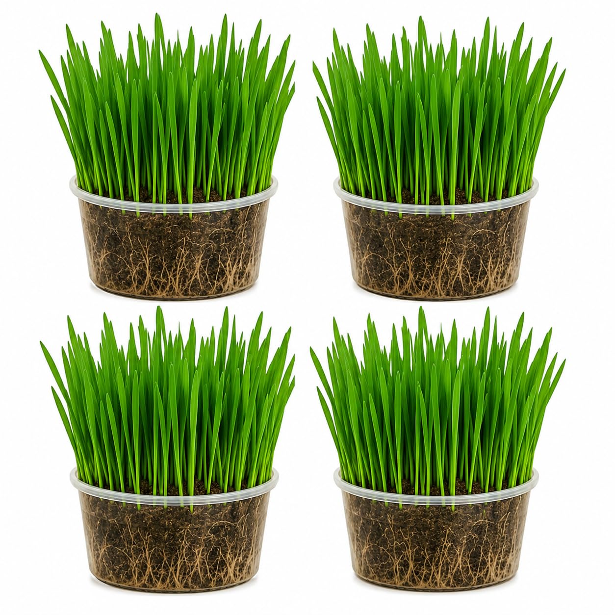 Ambrozia NP Cat Grass Growing Kit x4 – Mixed Seeds with Soil – Indoor Cat Grass Kit – 4 Pots – Easy to Grow Fresh Cat Grass for Cats – Made in UK