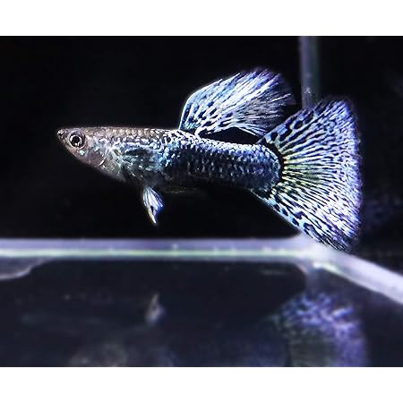 Amazon ブルードラゴン グッピー 1ペア タイブリード直系 グッピー生体 熱帯魚 生体 国産グッピー ノーブランド品 観賞魚 水中生物 通販