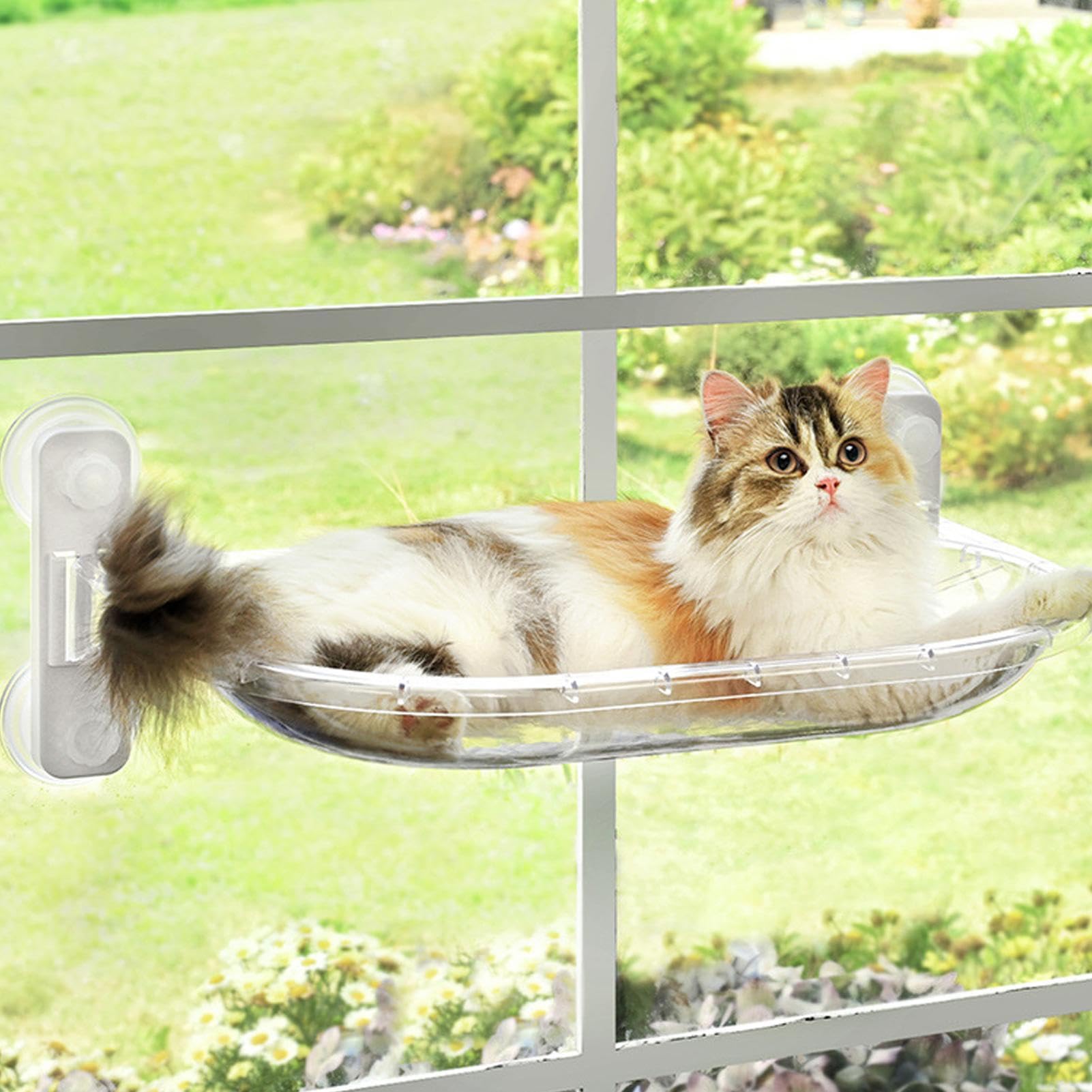 da finestra per gatto Amaca con Ventose | Con Cuscino in Peluche Morbido Rimovibile e Postazione da Finestra per Gatti Per Riposare, E Un Sulle Superfici Di