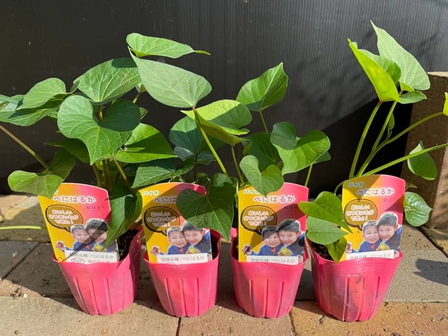 Amazon.co.jp: さつまいも苗【べにはるか 3号苗 4個セット