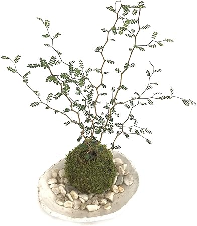 Amazon メルヘンの木としても知られている個性的な植物 ソフォラ ミクロフィラの苔玉 楕円白粉引器セット 敷石の色 白石 Nicogusa 観葉植物 通販