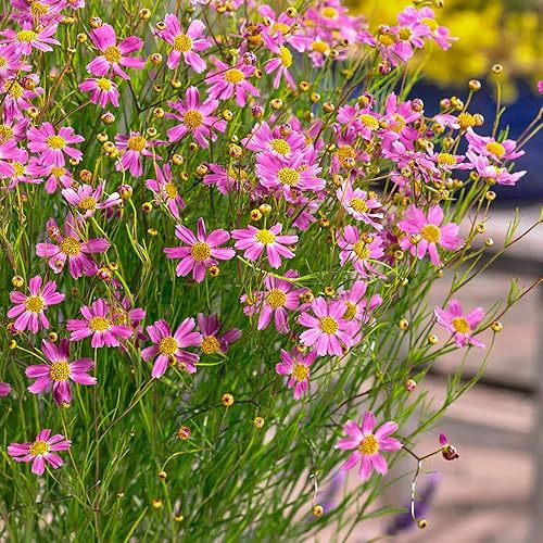 Outsidepride Coreopsis Rosea - Semillas de plantas de jardín de semillas de cosquillo, 500 semillas