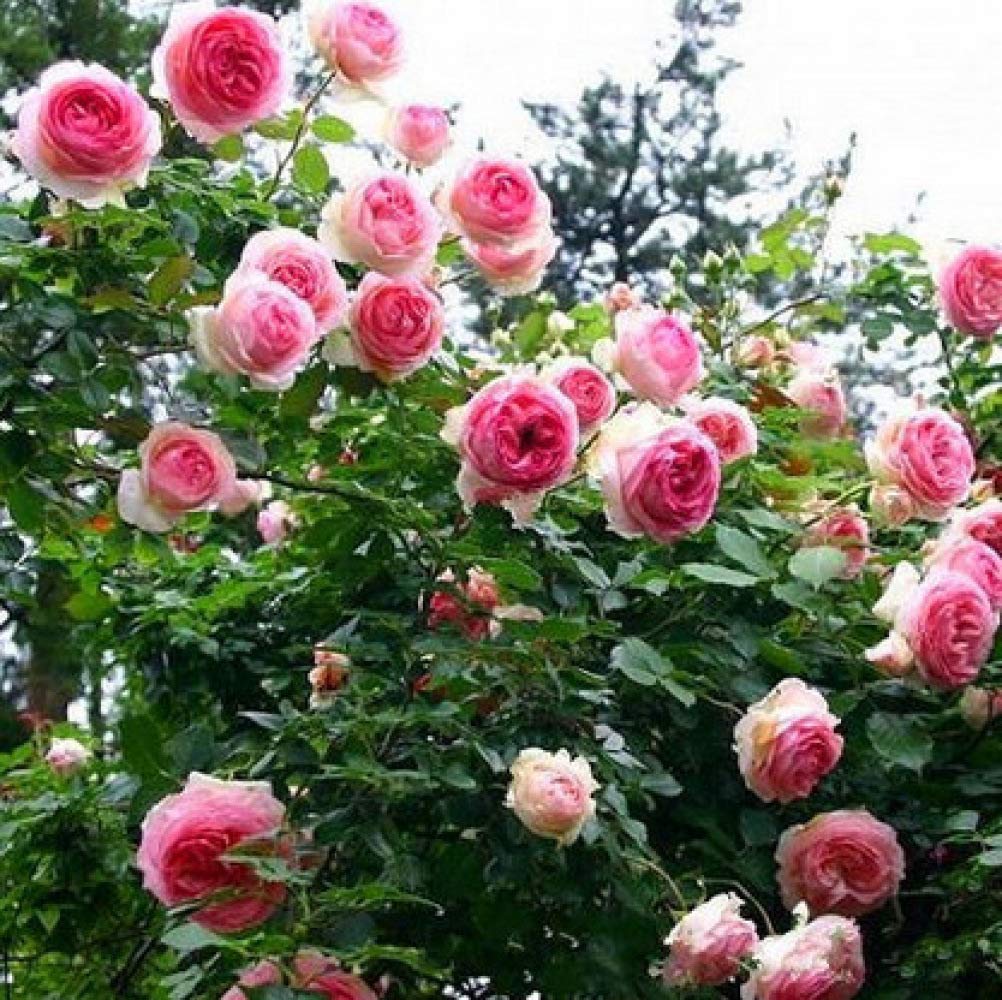 Multi-Flowered Rose Seed, Climbing Rose Flower, Home Garden Outdoor Decor Flowers Plants Seed - 100 Pcs