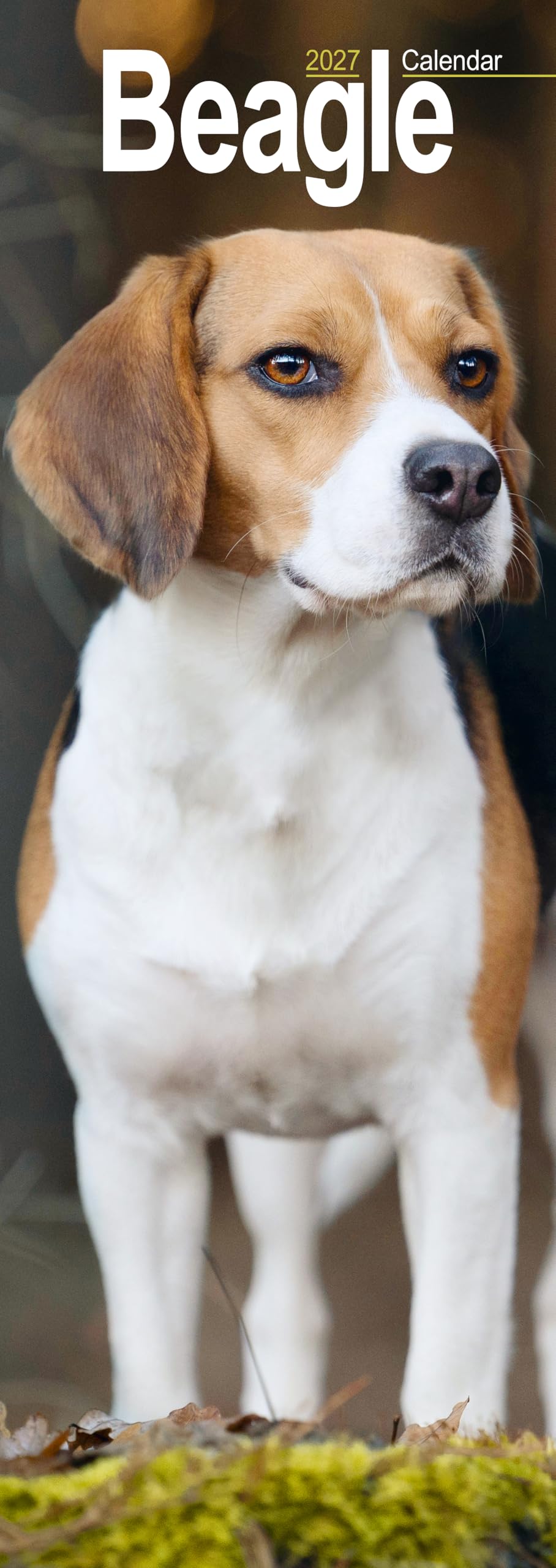 Beagle Slim 2027 Calendar | Slimline Wall Calendar | Dog Breed Gift | Plastic Free Packaging | by Avonside Publishing