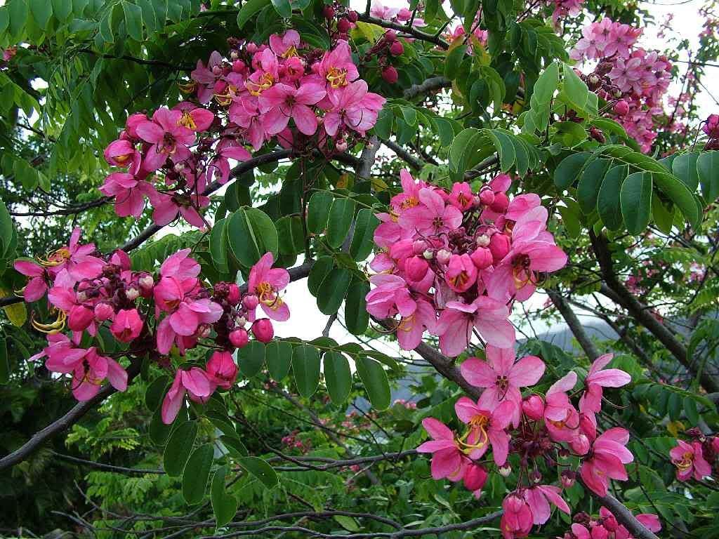 Green World Cassia Nodosa Tree Seeds for Farming & Gardening (200 seeds pack) (B09BN6XD2H) Amazon Price History, Amazon Price Tracker