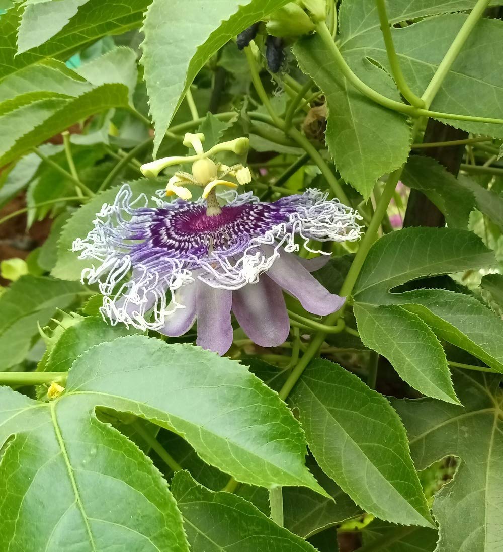 Creative Farmer Live Plant Purple Passion Fruit (Passiflora Edulis) | Krishna Kamal Vine Garden Plant(1 Healthy Live Plant)