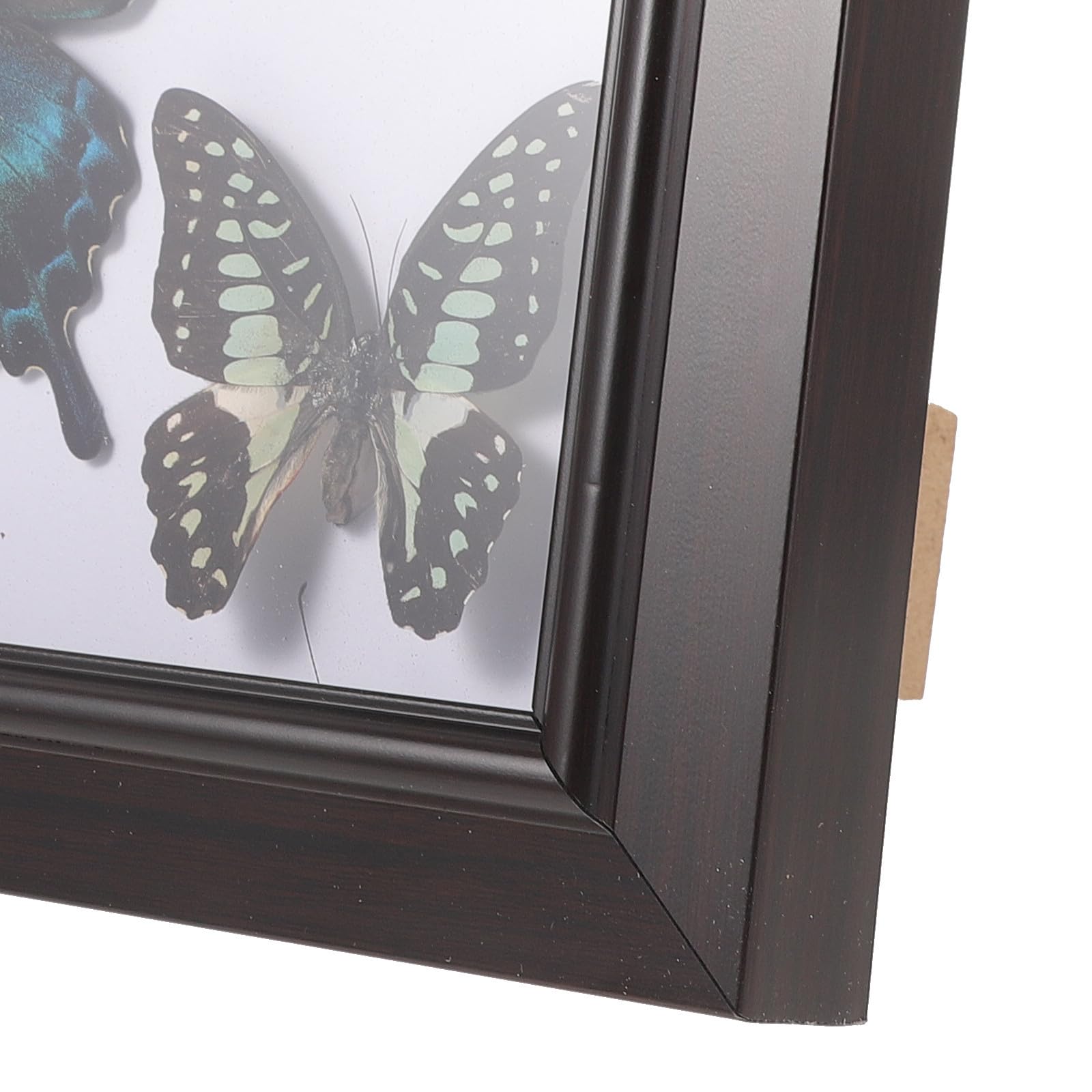 LABRIMP Ejemplar de Mariposas en Marco de Madera para Decoración del Hogar con Estructura Resistente y Diseño Exquisito para Colgar Pared o Exhibir en Escritorio