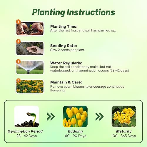 Miniatura 4 de Outsidepride Hello Yellow Milkweed Seeds  100 piezas perennes, tolerantes al calor y a la humedad, semillas de flores silvestres aptas para