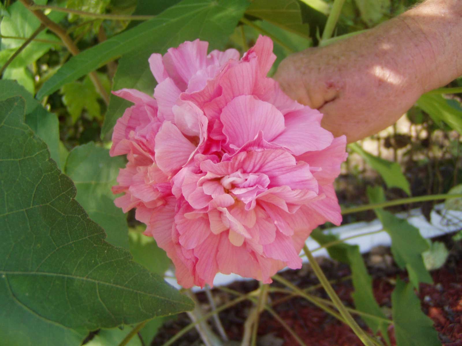 cotton rose Double Pink Confederate Rose, Cotton Rose Mallow - Butterfly
