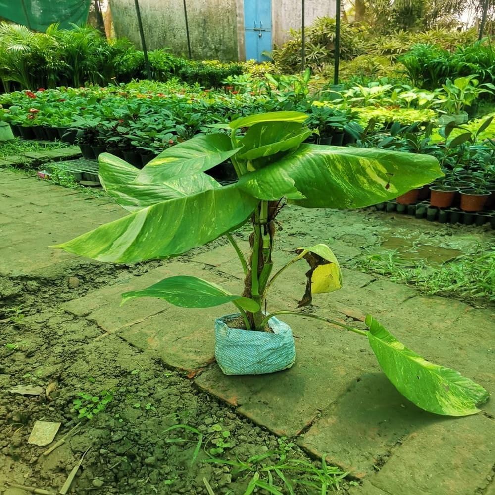 Greenursery Live Money Indoor Plant For Home and Garden with Pot (Pack of 1) (Big Leaf Money Plant) (B0D3BCPP4M) Amazon Price History, Amazon Price Tracker