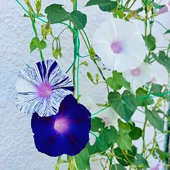 江戸風情　あさがお　朝顔　5苗 Amazon.co.jp: 朝顔の種 江戸風情 50粒+α あさがお : おもちゃ