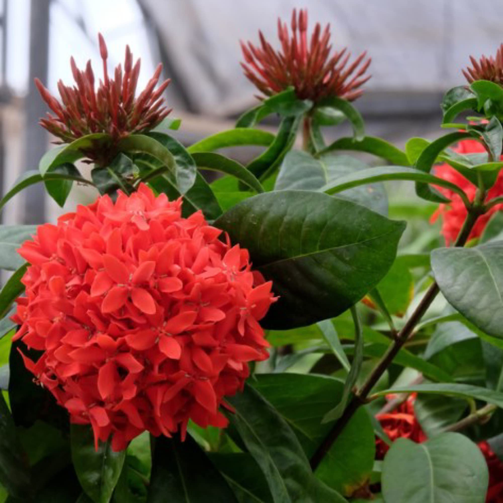 Gurveplantationi® Ixora Red Color Flower Plant Live with Black Plastic Pot. (B0BDV1JS4Z) Amazon Price History, Amazon Price Tracker