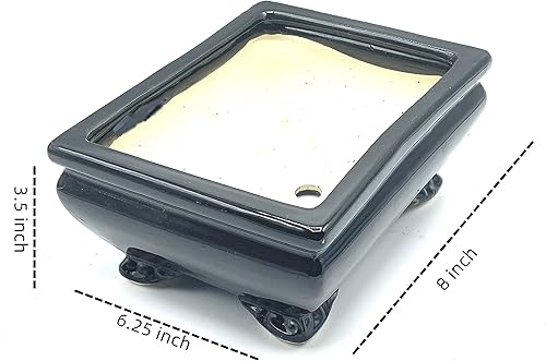 Miniatura 6 de Árbol bonsái de enebro enano vivo  Interiorexterior  100% hecho a mano  Decoración para el hogar y la oficina  El mejor regalo para vacaciones (L)