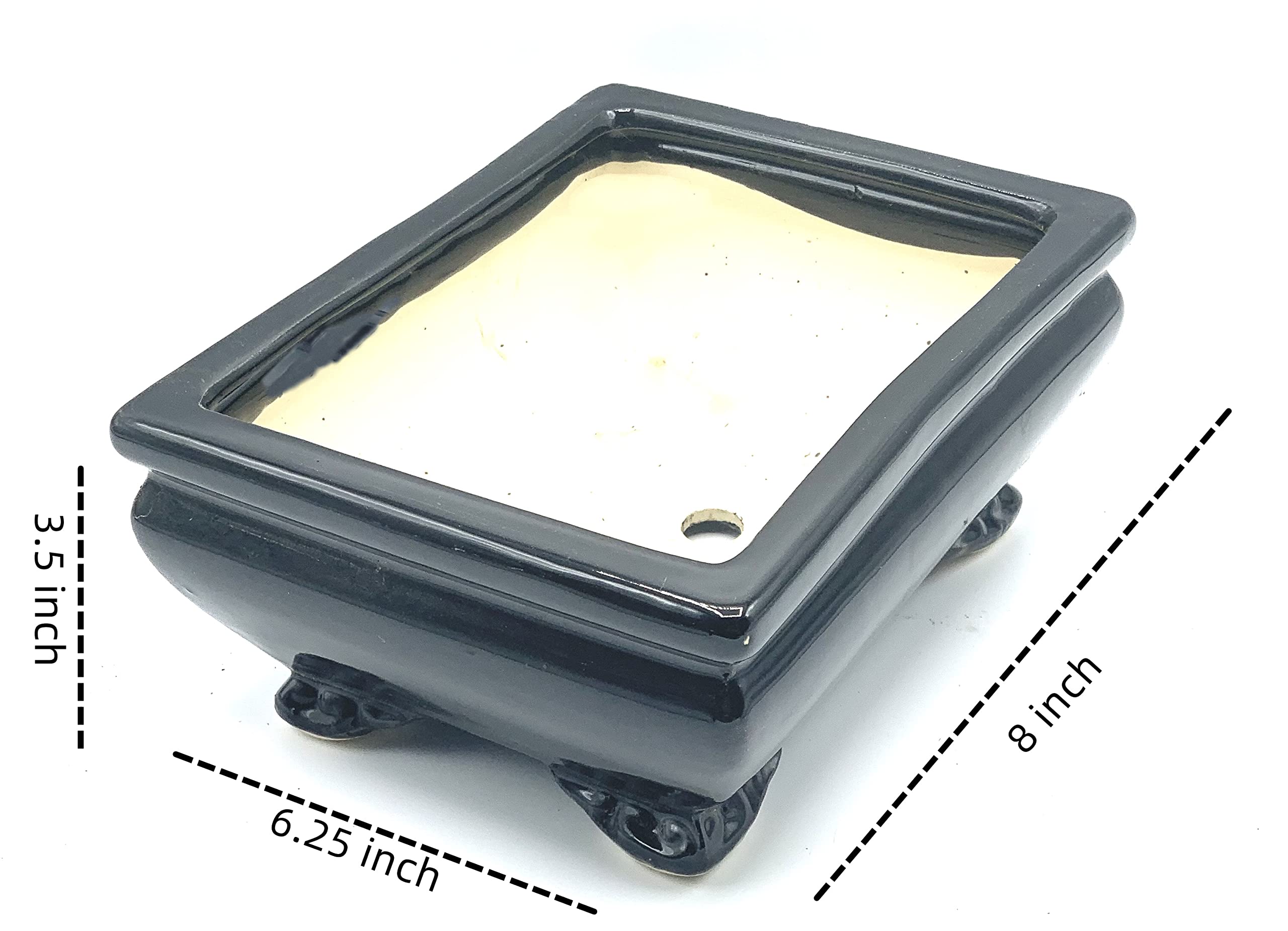 Live Dwarf Juniper Bonsai Tree | Indoor/Outdoor | 100% Handcrafted| Home and Office Décor | Best Gift for Holiday (L)