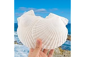 6-Piece Oversized Seashells for Artistic Endeavors